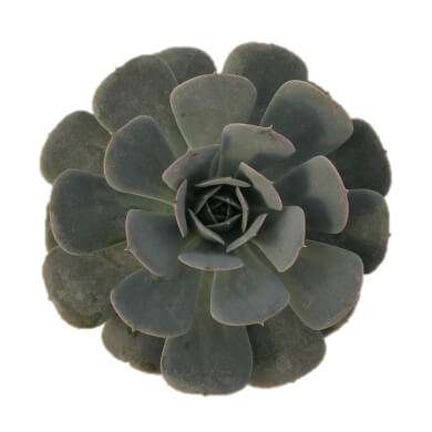 Echeveria Hybrid Minima