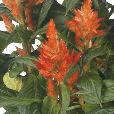 Celocia Spicata Flirt Flame