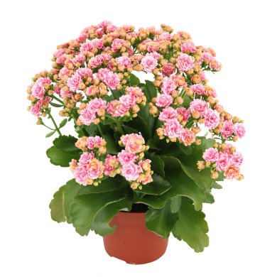 Don Alano Intense Plant