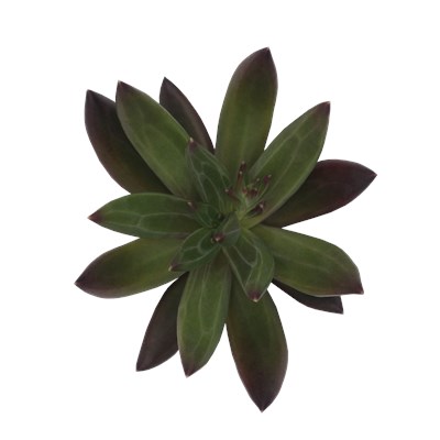 Echeveria Hybrid Izar