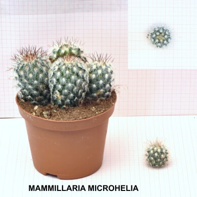 MAMMILLARIA MICROHELIA