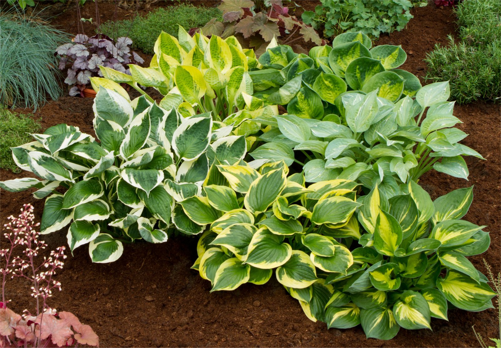 Hosta Front