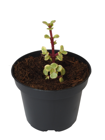 PORTULACARIA AFRA VARIEGATA