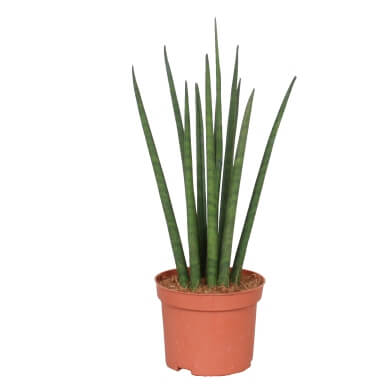 Sansevieria Bacularis Micado 10Cm