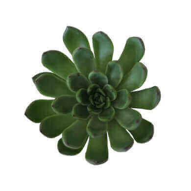 Echeveria Hybrid 'Christmas'