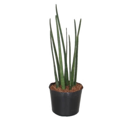 Sansevieria Bacularis Micado 4Cm