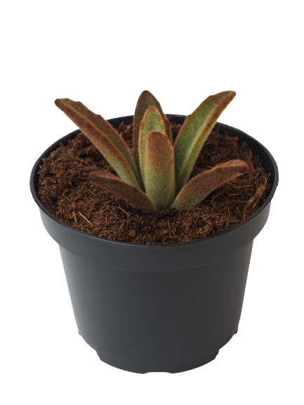 KALANCHOE TOMENTOSA CHOCOLATE SOLDIER