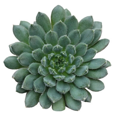 Echeveria Hybrid Scorpio
