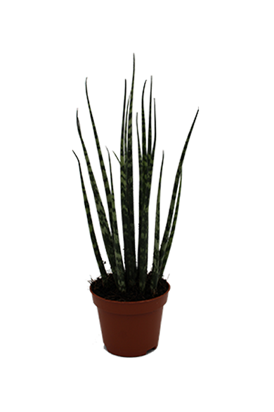 Sansevieria Fernwood Micado 6Cm Pot