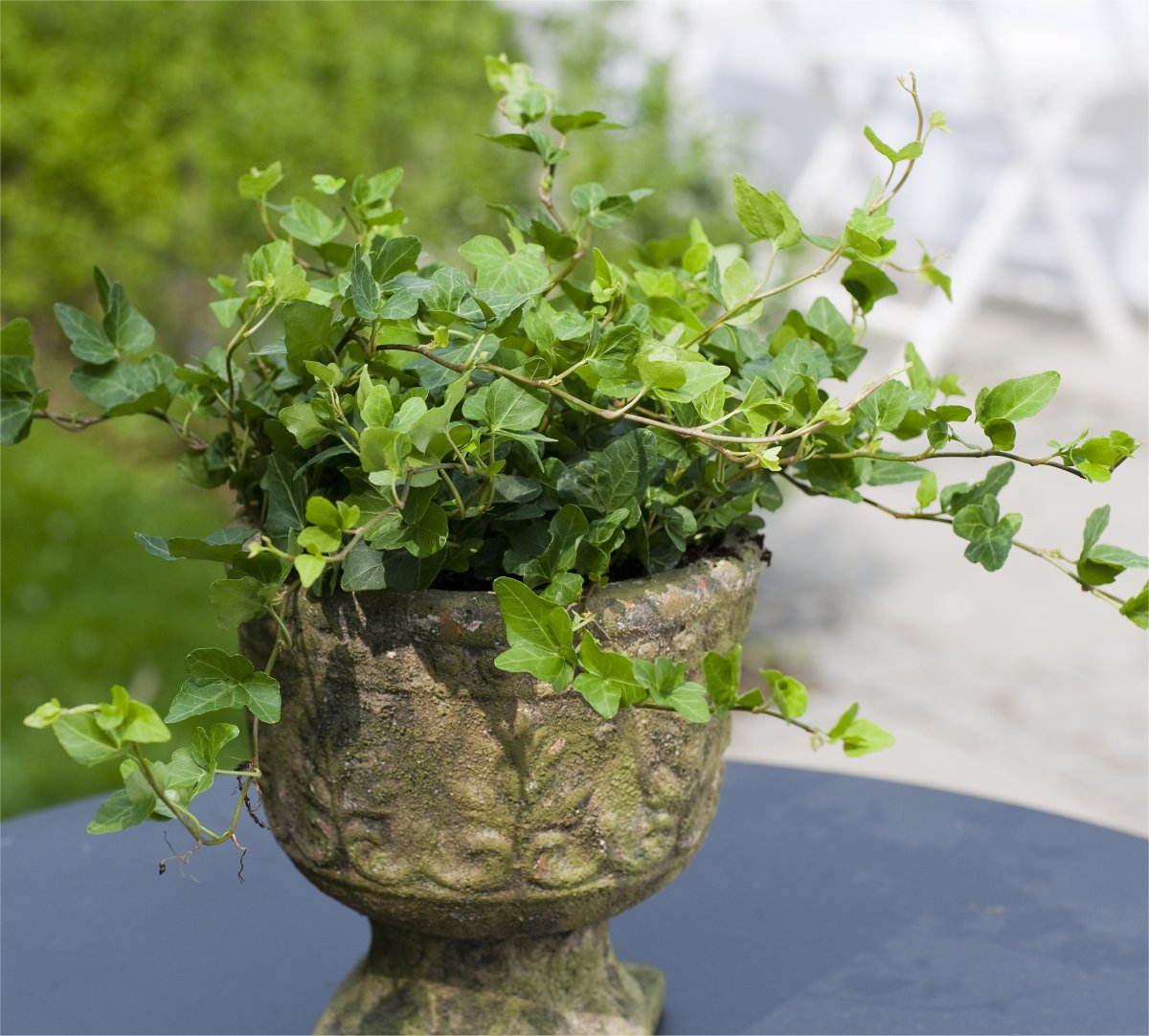 Hedera Helix Front