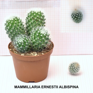 MAMMILLARIA ERNESTII ALBISPINA
