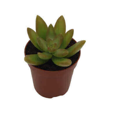 Echeveria X Graptopetalum Adolphii 'Yellow' PL