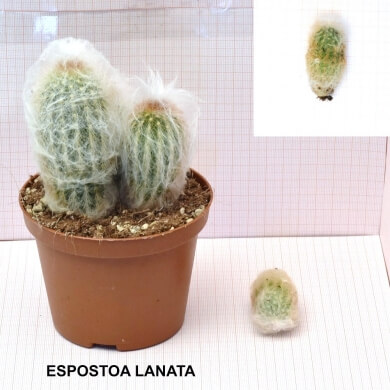ESPOSTOA LANATA