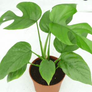 Monstera Ginny Finished