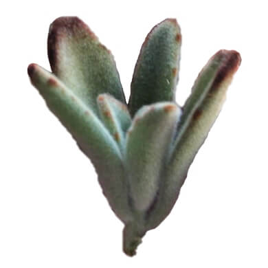 Kalanchoe Tomentosa Dorothy URC