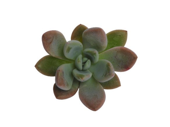 Echeveria Maryluz