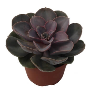 Echeveria Gibbiflora X Potosina Magic Red PL