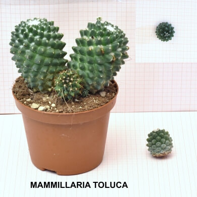 MAMMILLARIA TOLUCA