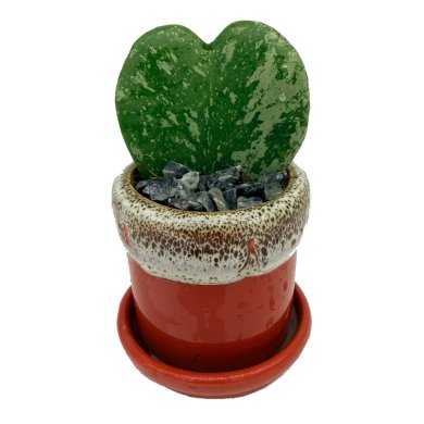 Hoya-kerri-Splash.jpg