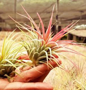 Tillandsia Menu