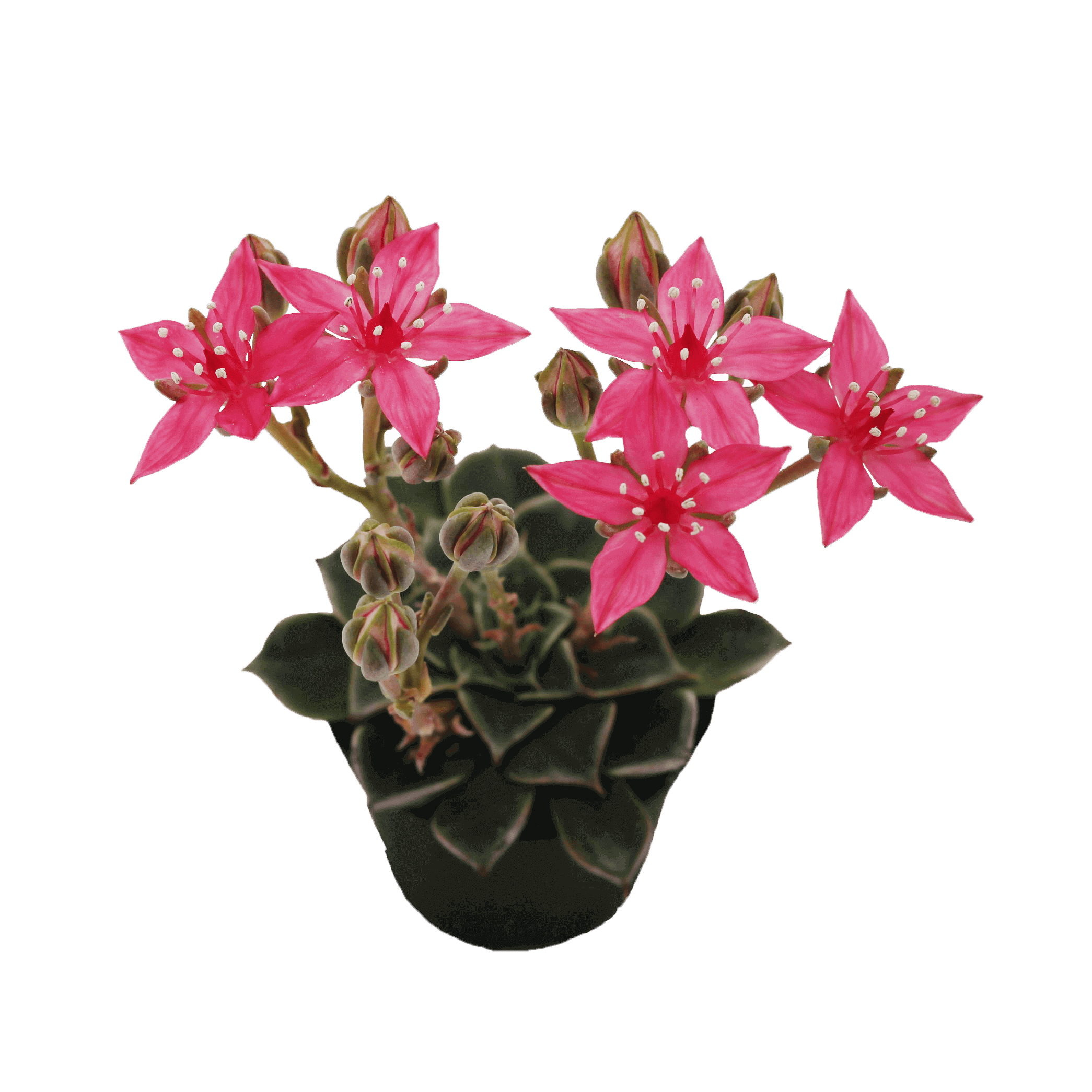 Graptopetalum Bellum 'Tacitus' (6 Cm)