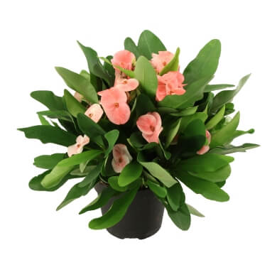 Charlotte Tiara PL
