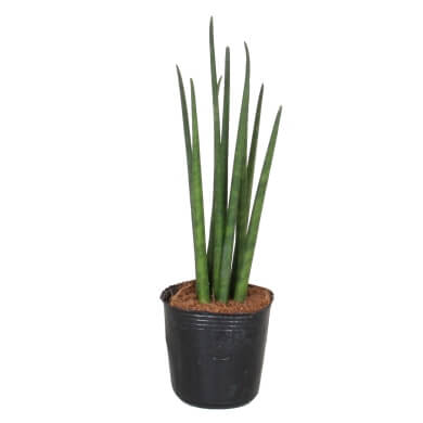 Sansevieria Bacularis Micado 6Cm