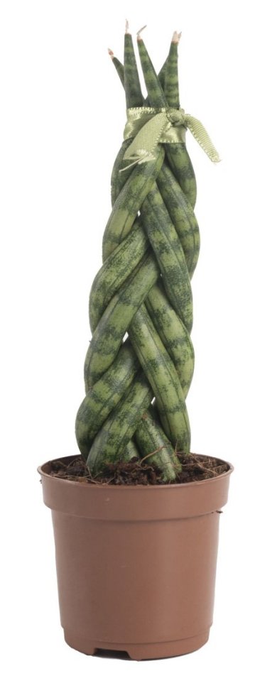 Sansevieria Cylindrica Mini Braid 15 18 CM 6 Fingers