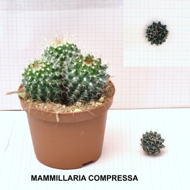 MAMMILLARIA COMPRESSA