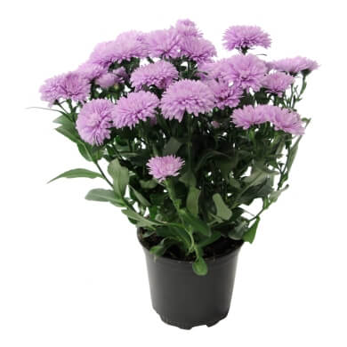 Asters Queen Regent Light Blue PL