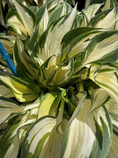 Hosta Hi Five