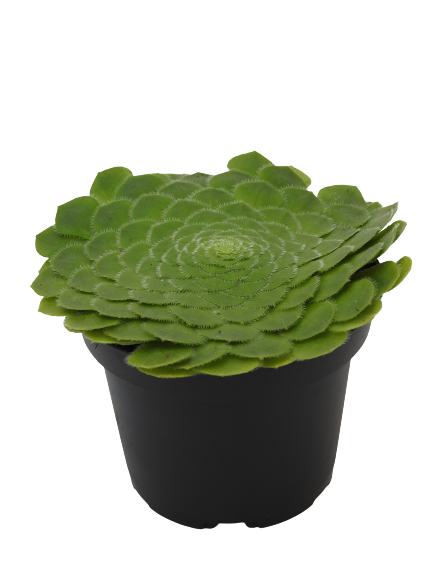 AEONIUM TUBULIFORME ROSA DE JERICO