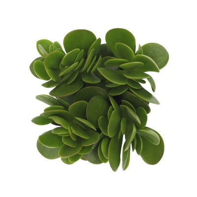 Crassula Swaziensis