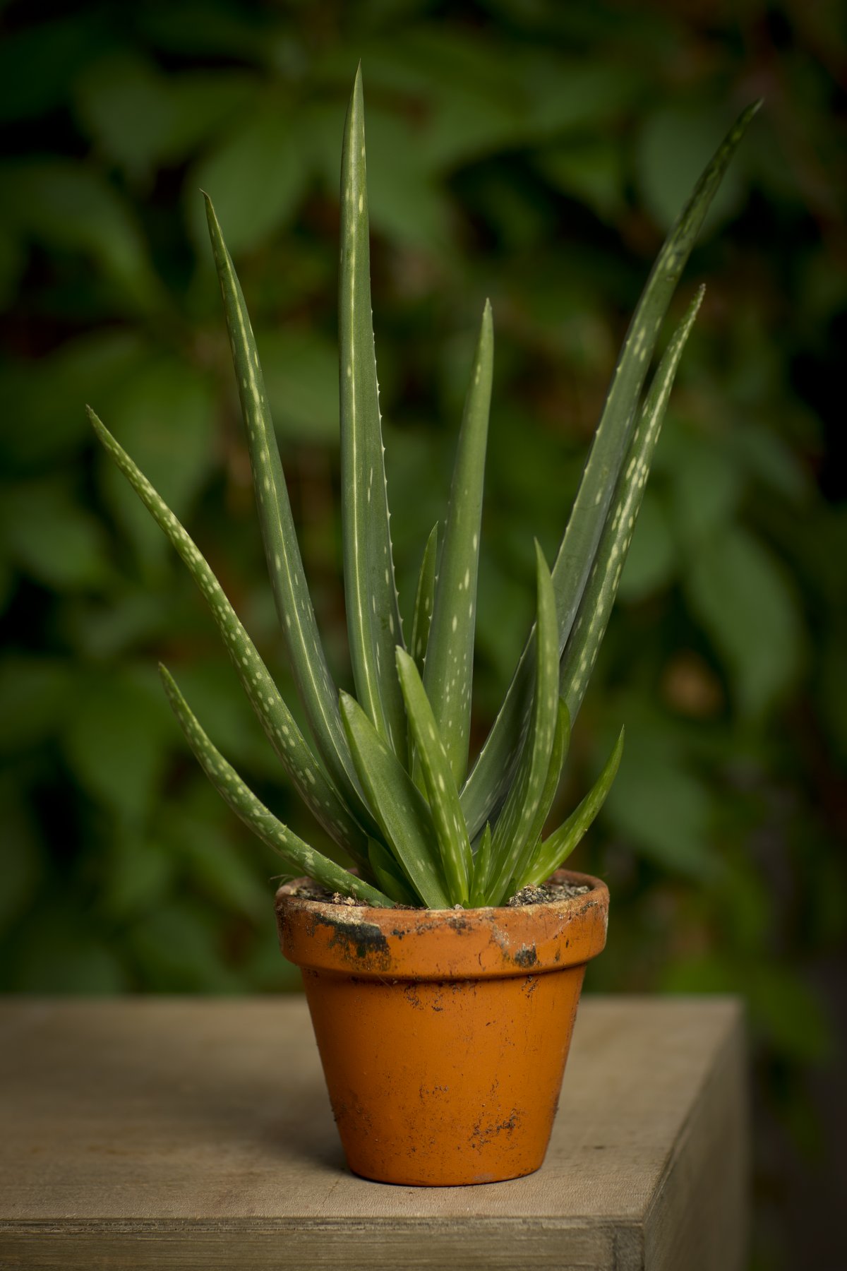 Aloe Vera Front