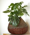 Monstera Front