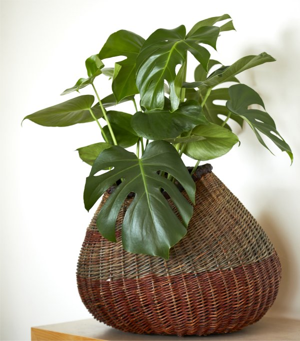 Monstera Front