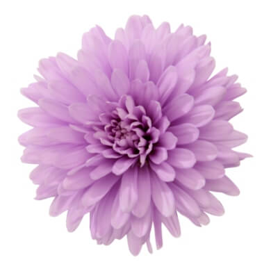 Asters Queen Regent Light Blue BL