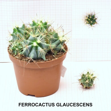 FERROCACTUS GLAUCESCENS