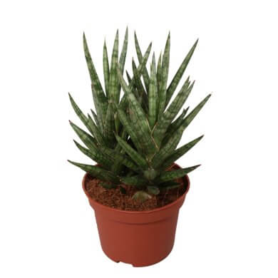 Sansevieira Francisii Spiky 10Cm 3Pp