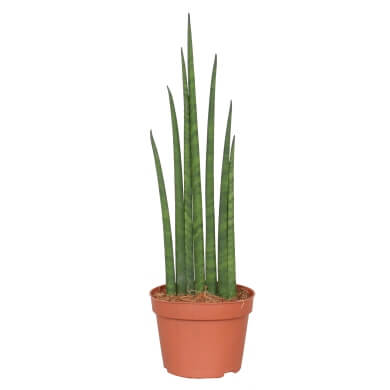 Sansevieria Bacularis Musica Dos 12Cm