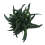 Crassula Hybrid Mesembryanthemoides PL