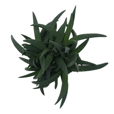 Crassula Hybrid Mesembryanthemoides PL