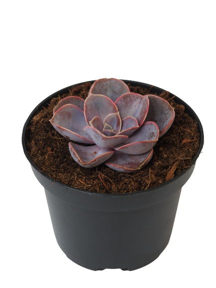 ECHEVERIA PERLE VON NURNBERG.