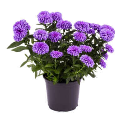 Asters Queen Regent Blue PL 1