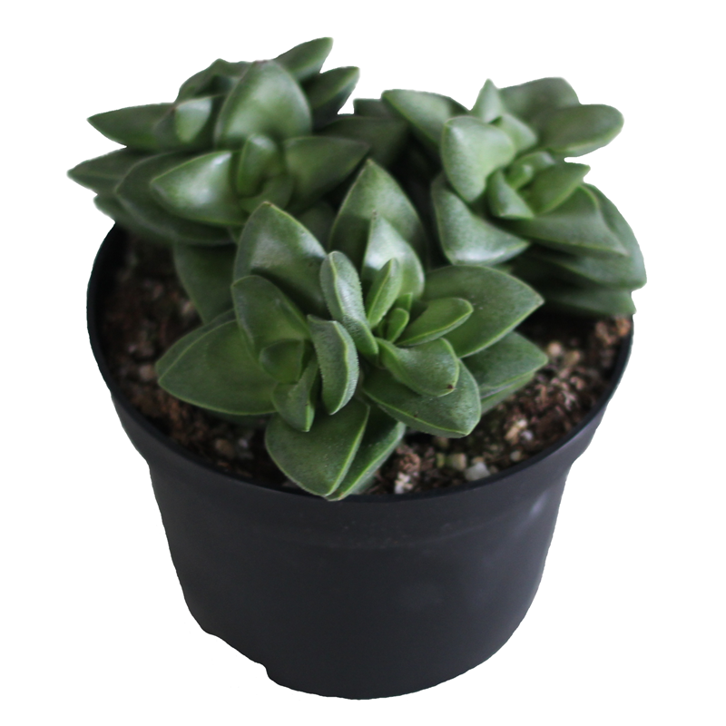 Crassula Rupestris Hybrid Springtime PL