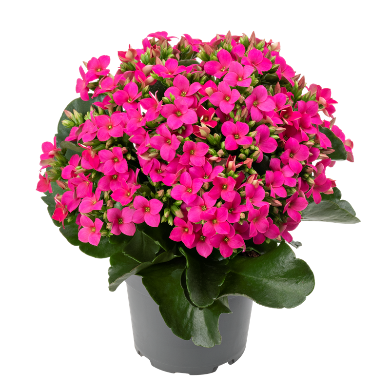 Victoria Plant