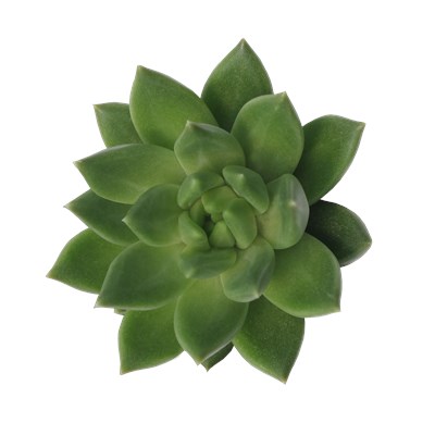 Echeveria X Pachy. Hybrid Nekkar