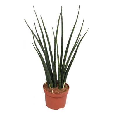 Sansevieria Fernwood Micado