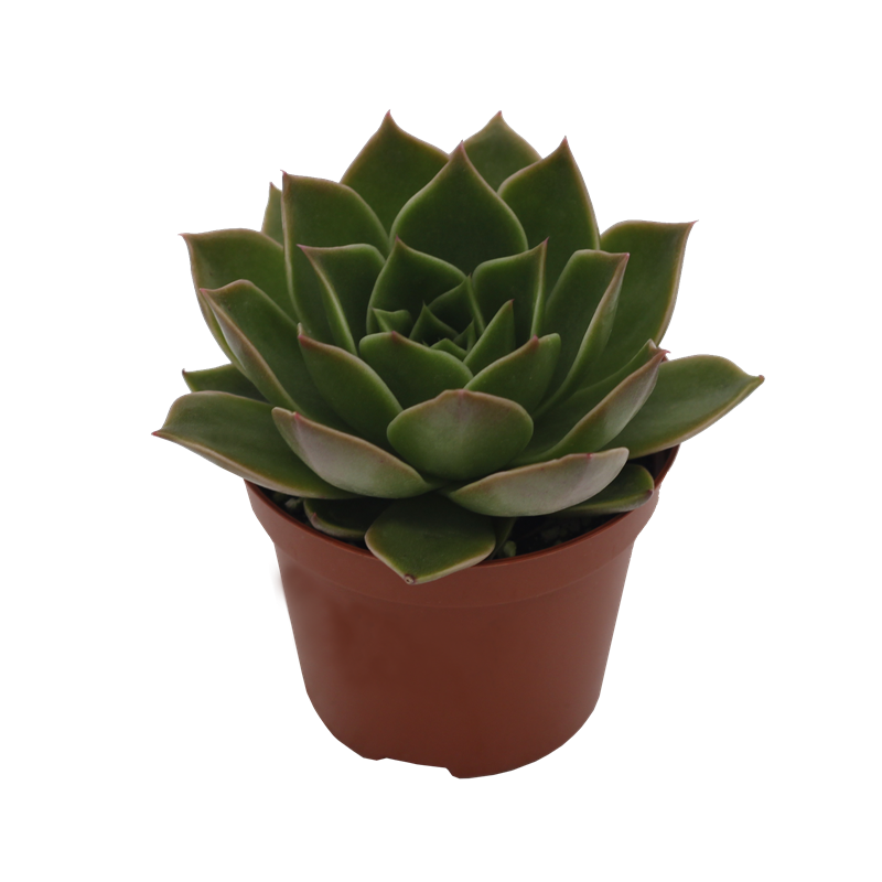 Echeveria Hybrid Algol PL