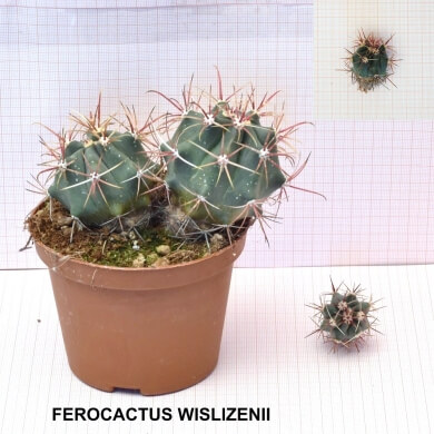 FEROCACTUS WISLIZENII
